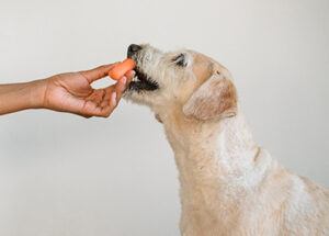 dog treat pamper pooch